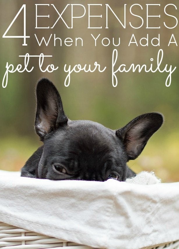 My Pets and Their Costs