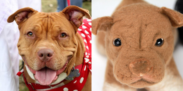shelter pups4