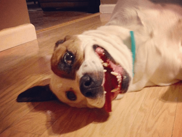 New Orleans Planning and $3,526 in Extra Income My dog