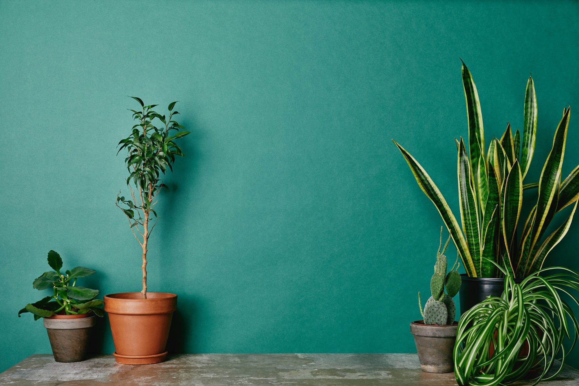 house plants with a green background