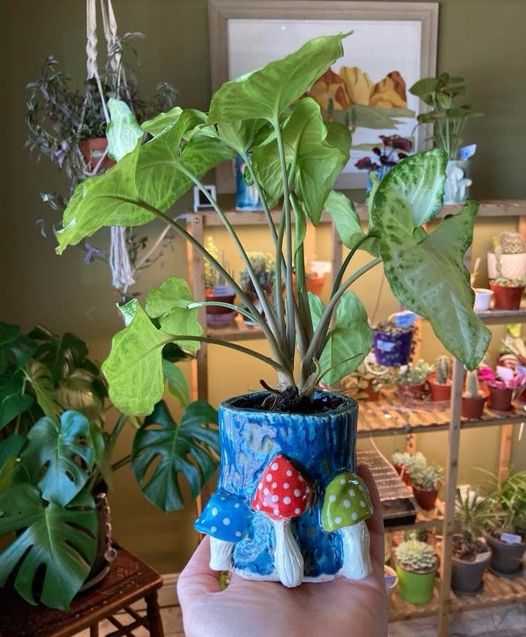 I have made many pots for my plants over the years. Here is one!